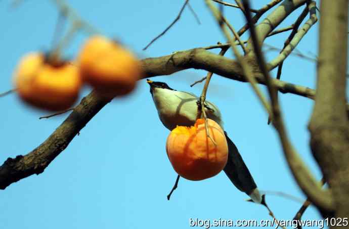 谁爱吃柿子？（喜鹊）