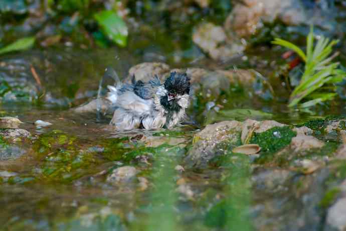 锡嘴雀与大山雀