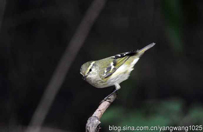 黄眉柳莺（22）