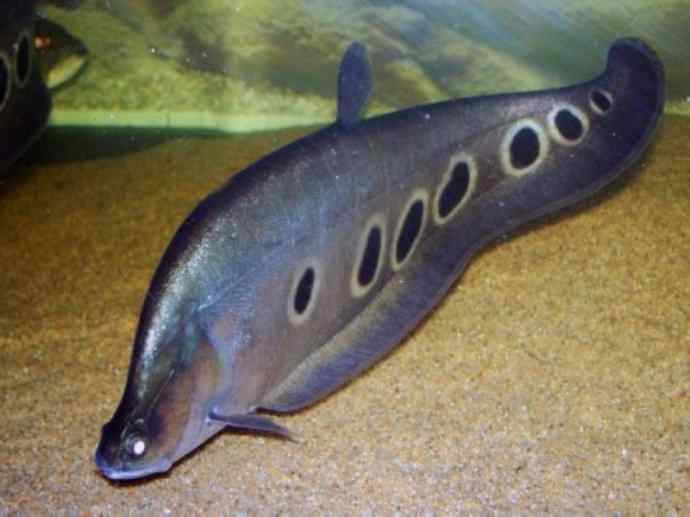 鱼类活化石：铠甲弓背鱼