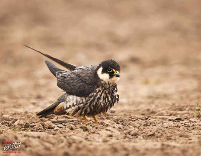 官厅水库&nbsp;wbr路&nbsp;wbr再拍燕隼