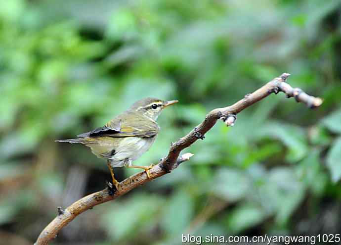 极北柳莺（枝头）2