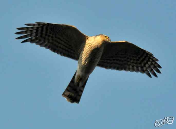 北京西山&nbsp;wbr路&nbsp;wbr雀鹰