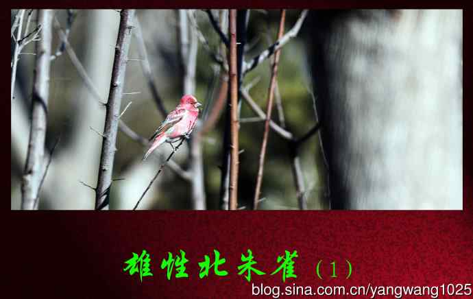 雄性北朱雀（1）