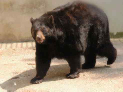 十大喜食蜂蜜动物：黑熊