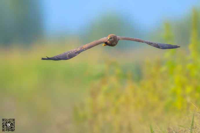悬停舞者鈥斺斎叼