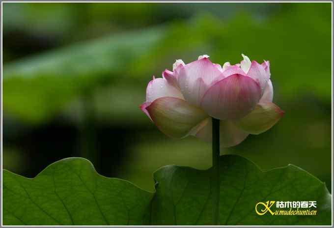 夏天的鈥湸裟疋潯菊掌 夏天的鈥湸裟疋潯菊掌