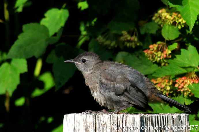 美国鸟类摄影——灰猫嘲鸫（3）