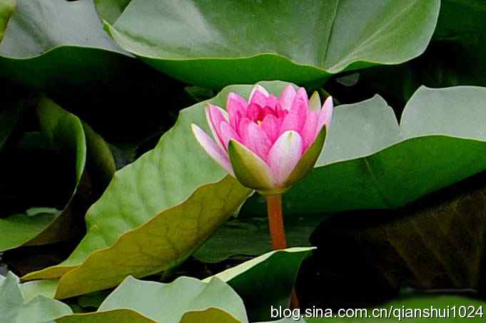 湖畔上的美丽(黑天鹅.荷.莲)