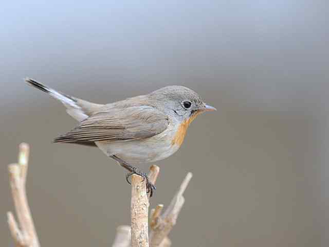 圆明园的红胸姬鹟