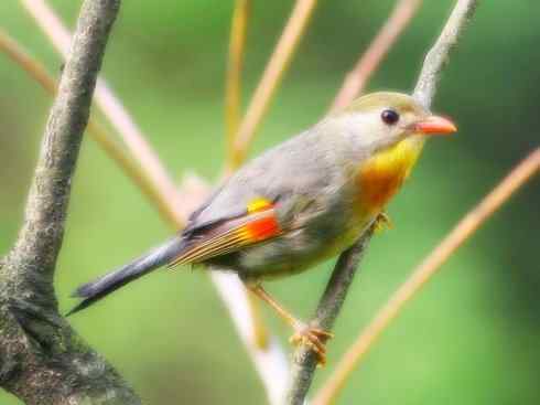 家禽驯化之源之十五