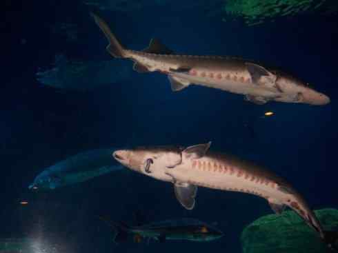 鱼类活化石：中华鲟