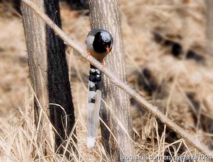 晒鸟儿红嘴蓝鹊和鹮嘴鹬