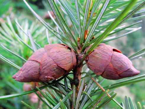 鱼类活化石：矛尾鱼