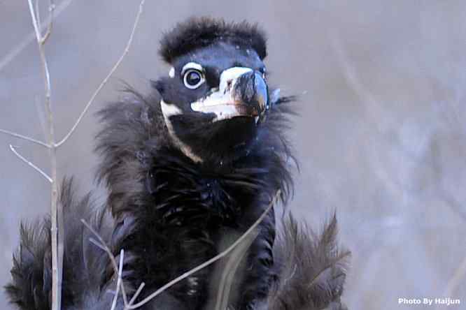 驱车永定河峡谷拍摄秃鹫