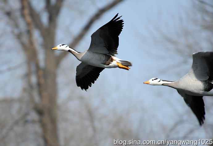 飞（斑头雁）