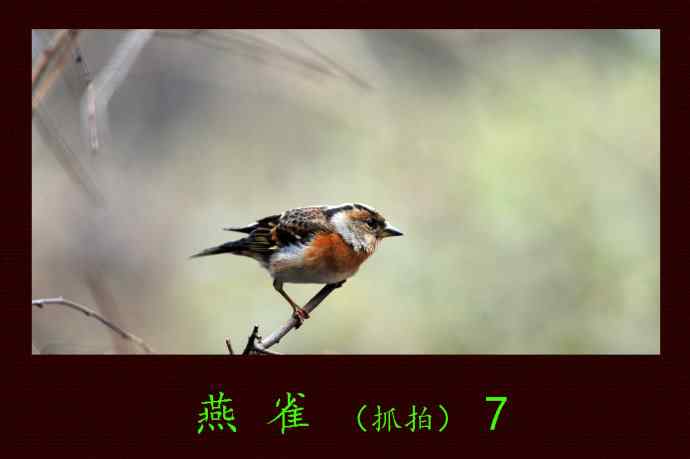 燕雀(抓拍)7 燕雀(抓拍)7