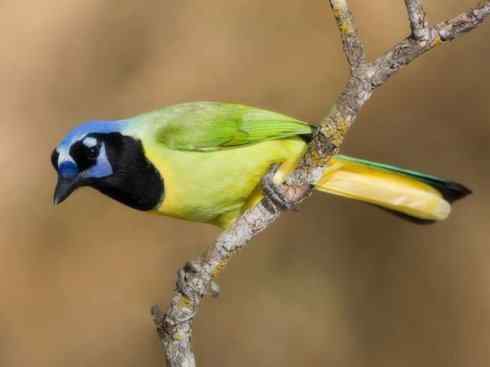 美丽无罪：雀鸟之蓝鸦