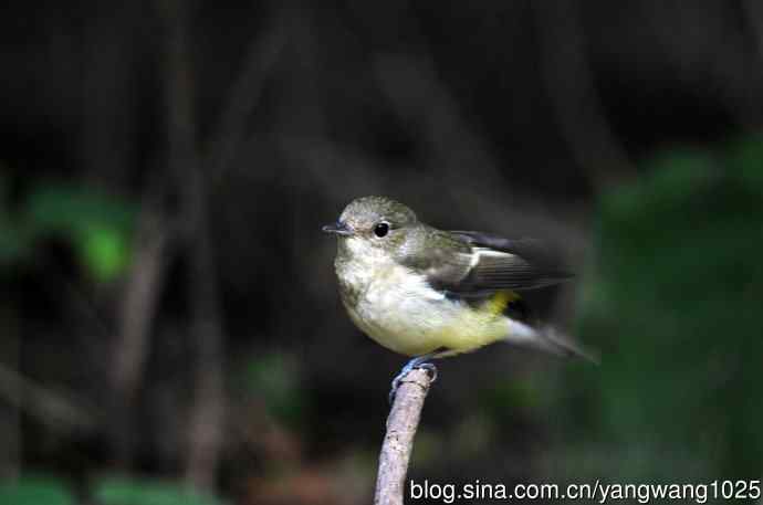 雌性白眉姬鹟(13) 雌性白眉姬鹟(13)