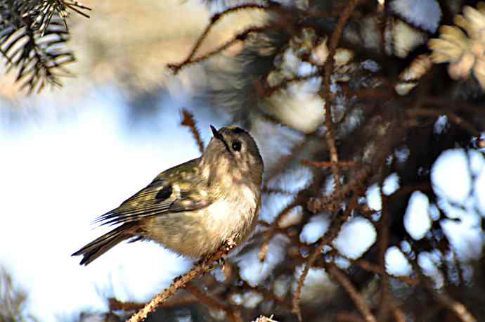 柏树丛中的戴菊 wbr1