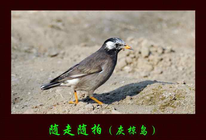 随走随拍（灰椋鸟）