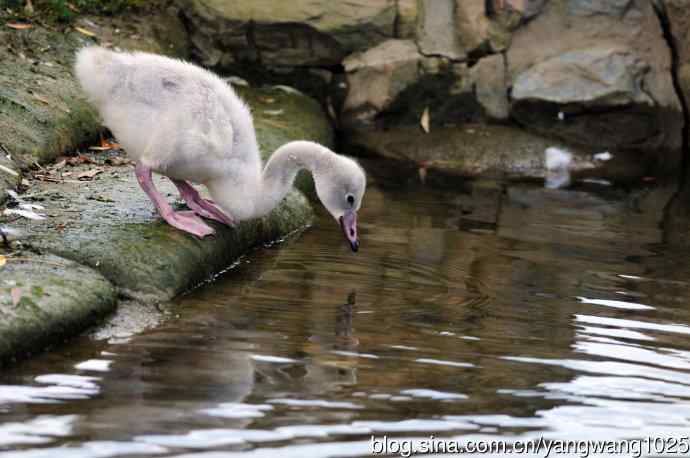 我丑吗？像鸭鸭吗？