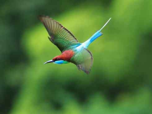 绝色攀禽：佛法僧目之蜂虎2