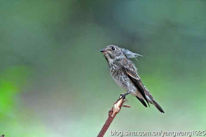 烏鶲（亚成鸟）3