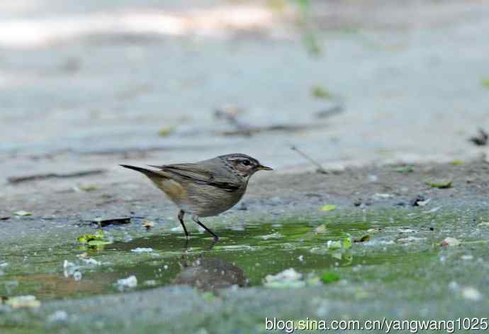 黄眉柳莺(7) 黄眉柳莺(7)