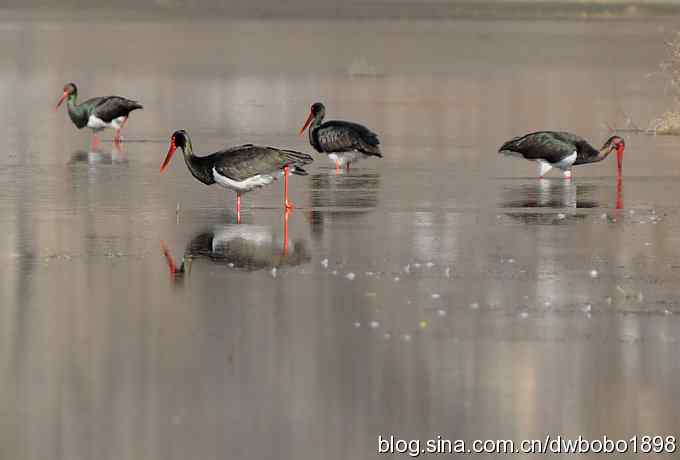 再拍黑巨鸡 再拍黑巨鸡