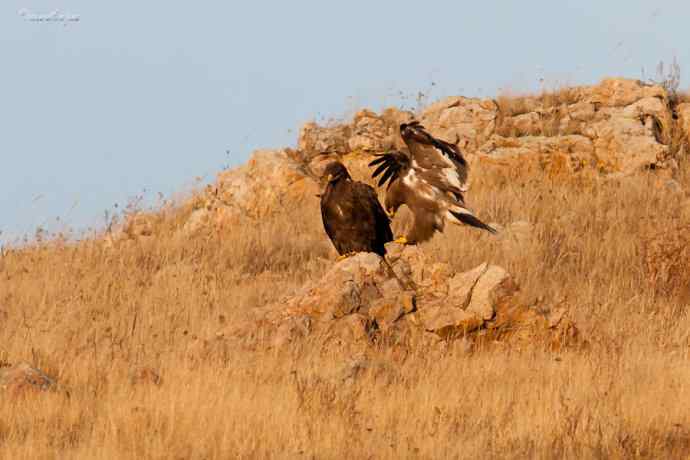 草原有约. wbr夕阳下与草原雕一家敖包相会