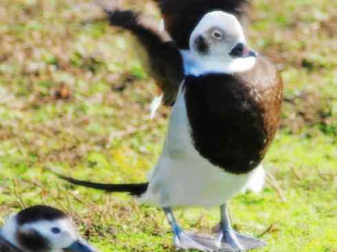 雁鸭之最之三 雁鸭之最之三