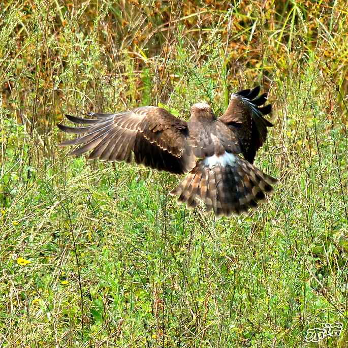 北京密云&nbsp;wbr路&nbsp;wbr白尾鹞