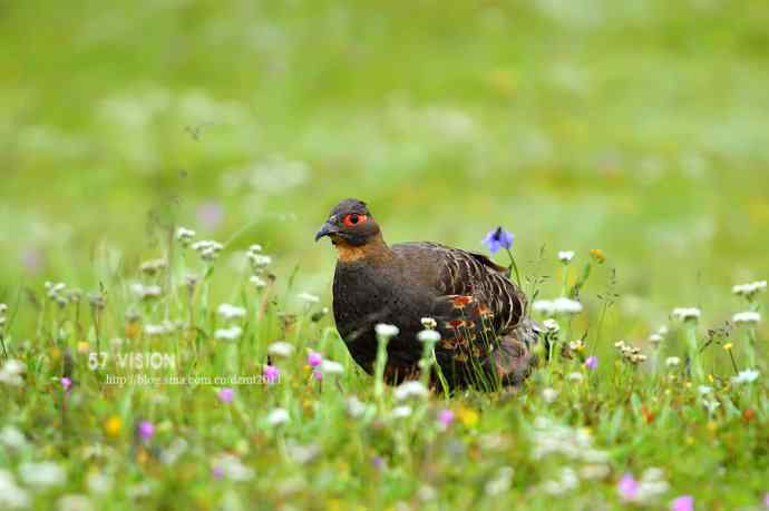 可爱的四川雉鹑
