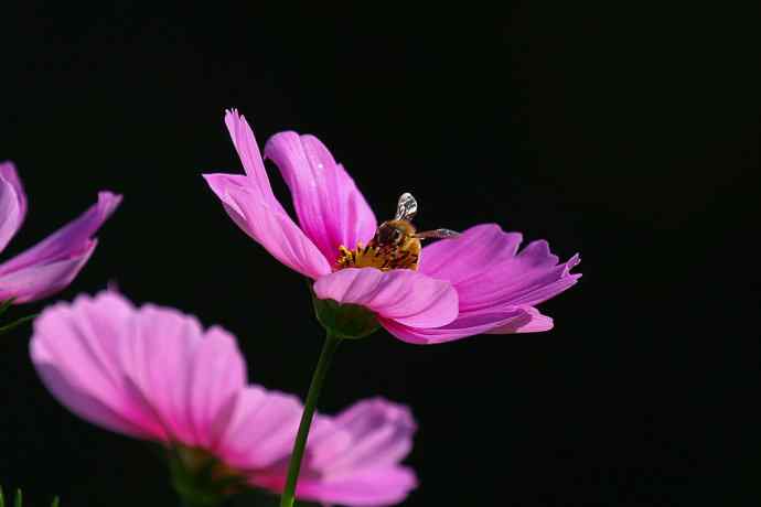 228.幸福像花儿一样美