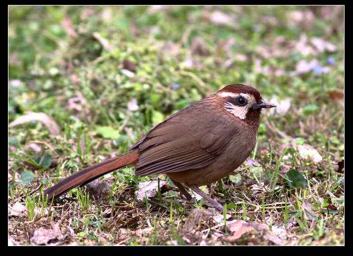 武汉观鸟会初级观鸟讲座[第10课]——冬季观鸟