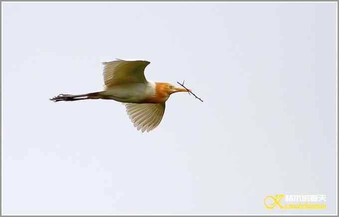 忙碌筑巢的牛背鹭【照片】 忙碌筑巢的牛背鹭【照片】