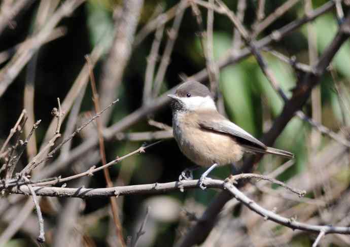 大年初一好收获（褐头山雀记录版）