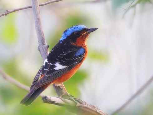 美丽无罪：雀鸟之矶鸫