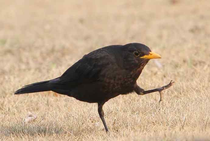 瑞典国鸟--乌鸫