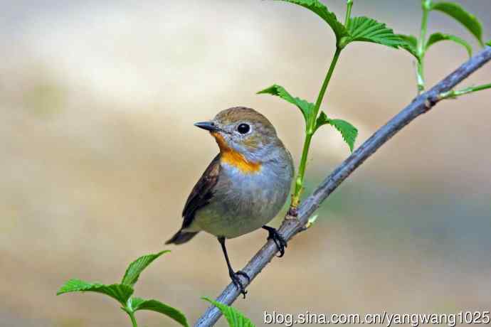 雄性红喉姬鹟（16）