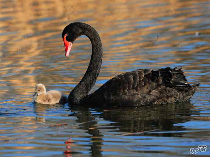大年初四  天鹅戏水