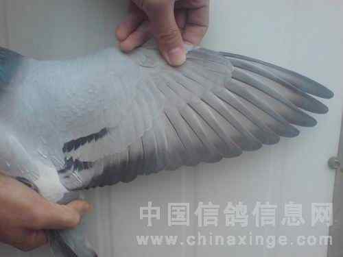 鸟类的翅膀对比