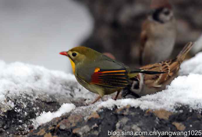 雪中相思鸟 wbr1