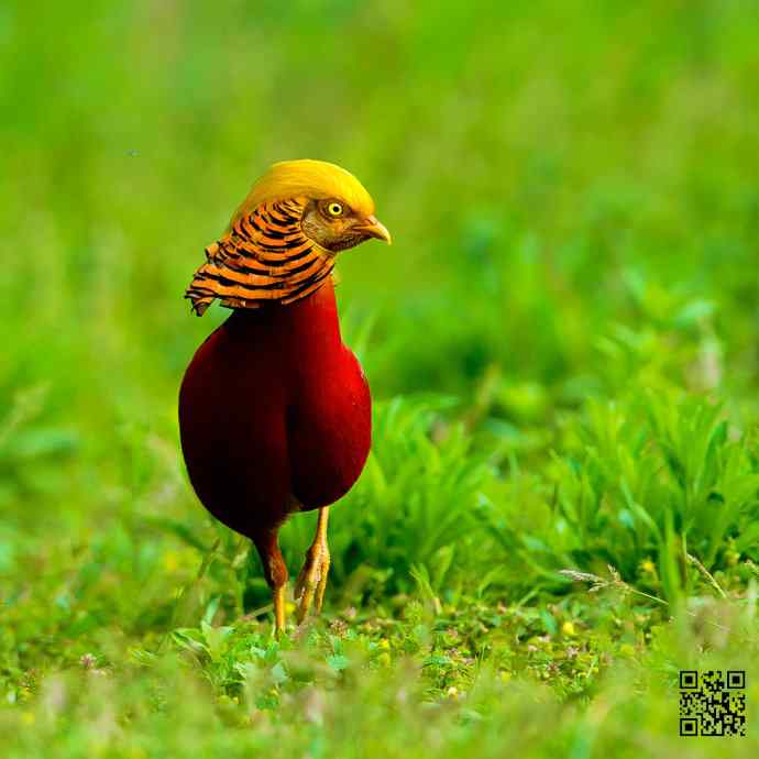 四月拍的红腹锦鸡