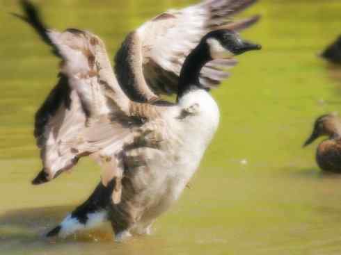 家禽驯化之源之十三（大雁、丹顶鹤）