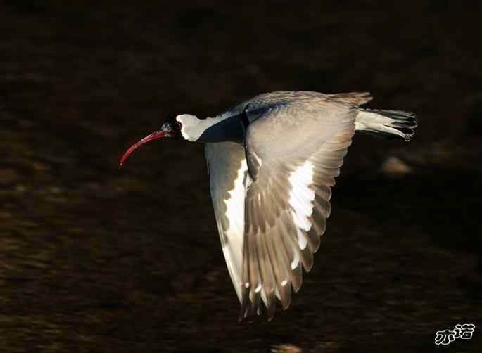 白河峡谷 wbr路 wbr鹮(huán wbr)嘴鹬(yù) 白河峡谷 wbr路 wbr鹮(huán wbr)嘴鹬(yù)