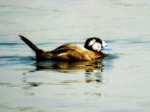 白头鸟系列:另类的美丽8 白头鸟系列:另类的美丽8