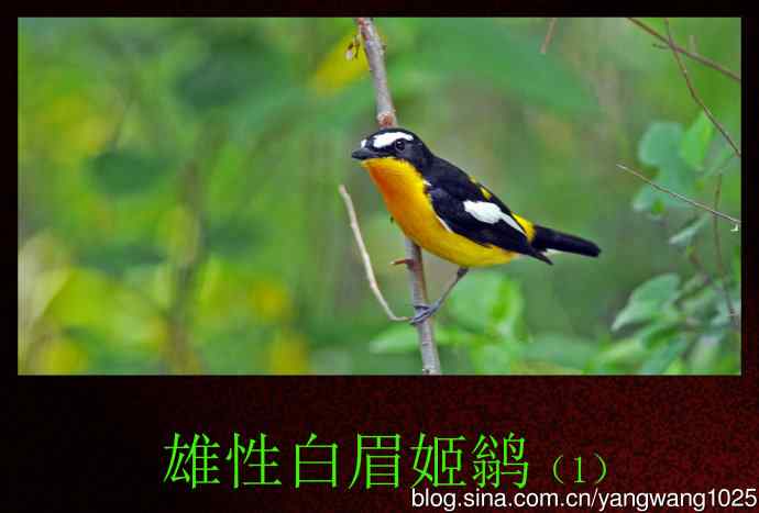 雄性白眉姬鹟（1）