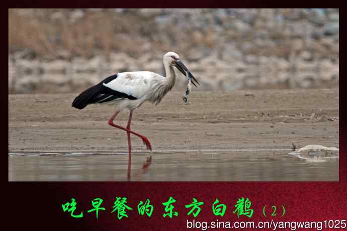 吃早餐的东方白鹳（2）